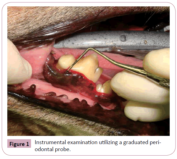 annals-clinical-laboratory-Instrumental-examination