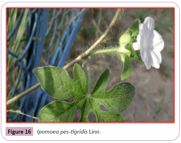 annals-clinical-laboratory-Ipomoea-pes-tigridis