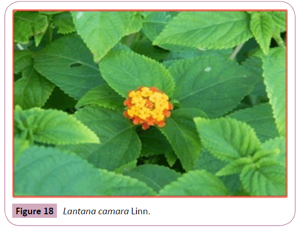 annals-clinical-laboratory-Lantana-camara