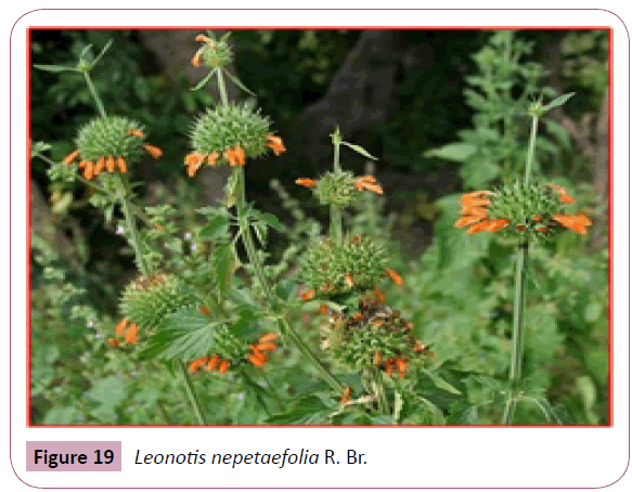 annals-clinical-laboratory-Leonotis-nepetaefolia