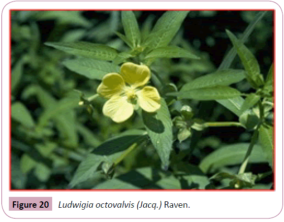 annals-clinical-laboratory-Ludwigia-octovalvis