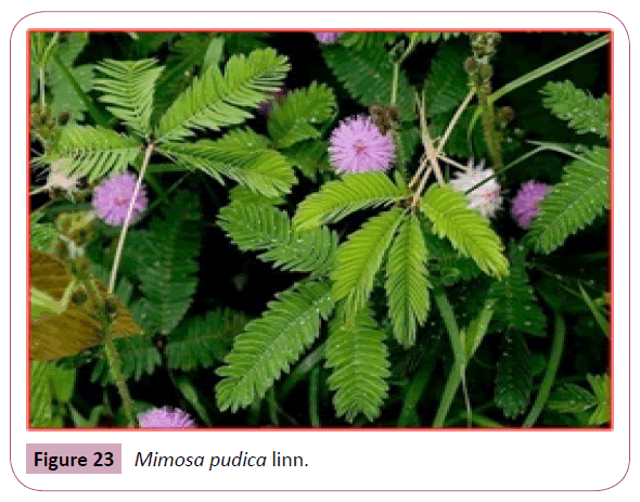 annals-clinical-laboratory-Mimosa-pudica