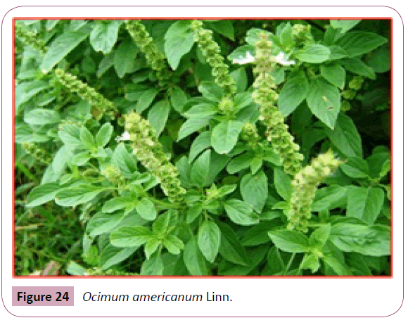 annals-clinical-laboratory-Ocimum-americanum