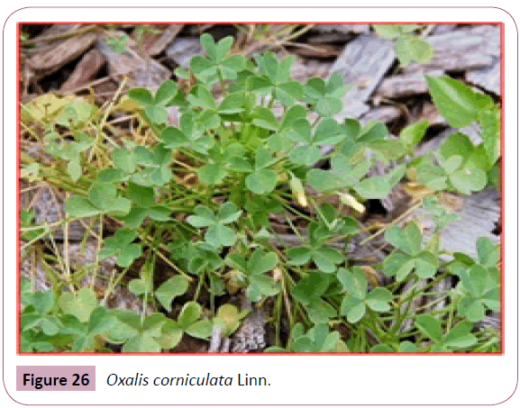 annals-clinical-laboratory-Oxalis-corniculata