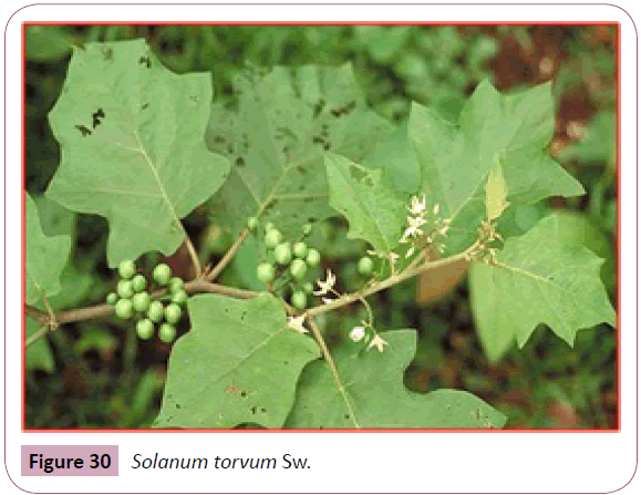 annals-clinical-laboratory-Solanum-torvum