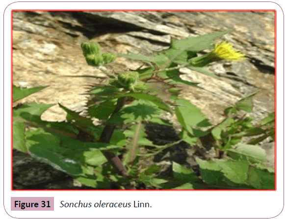 annals-clinical-laboratory-Sonchus-oleraceus