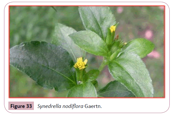 annals-clinical-laboratory-Synedrella-nodiflora
