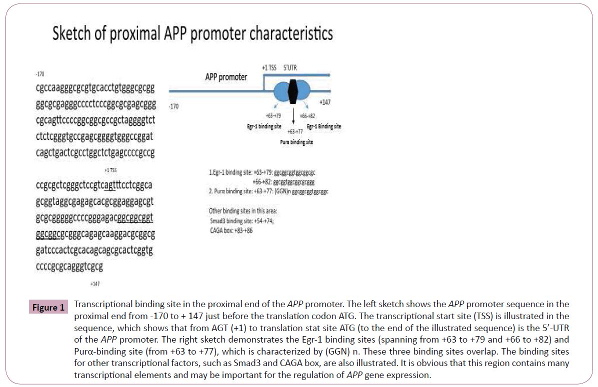 annals-clinical-laboratory-Transcriptional-binding