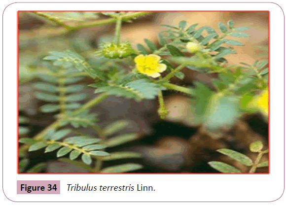 annals-clinical-laboratory-Tribulus-terrestris