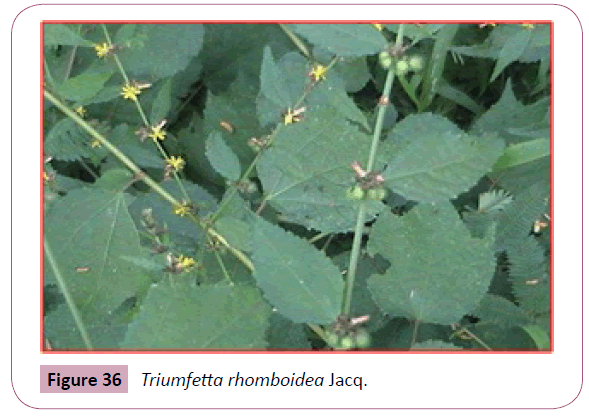 annals-clinical-laboratory-Triumfetta-rhomboidea