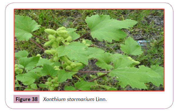 annals-clinical-laboratory-Xanthium-starmarium