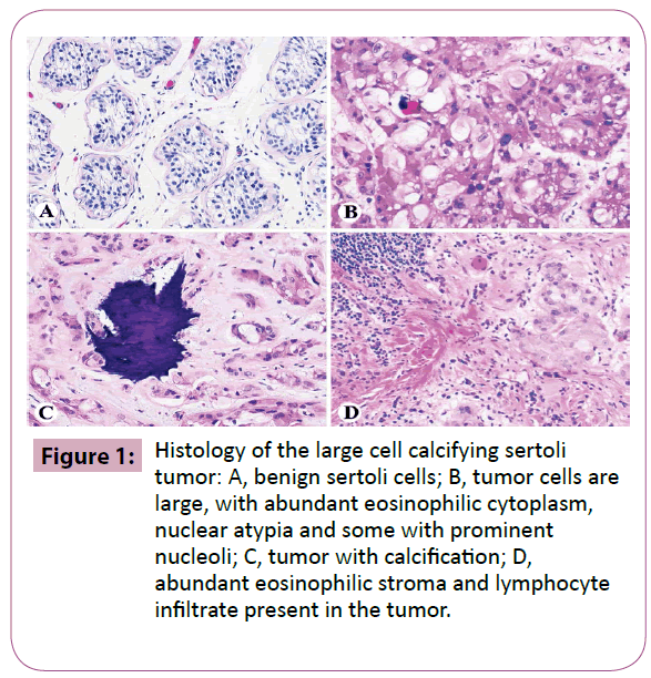 annals-clinical-laboratory-cell-calcifying