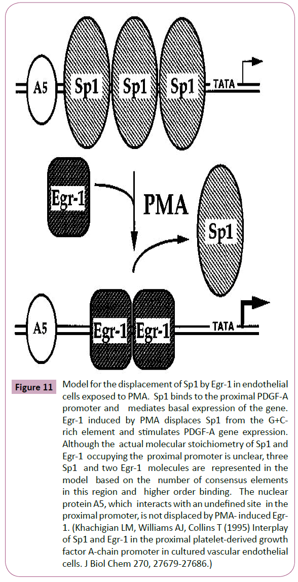 annals-clinical-laboratory-displacement-Sp1