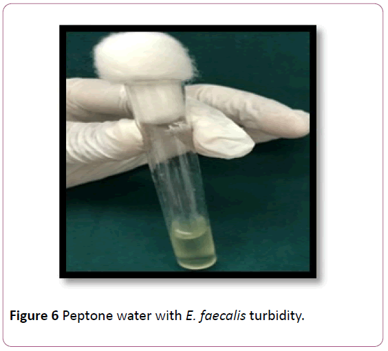 annals-clinical-laboratory-research-Peptone-water