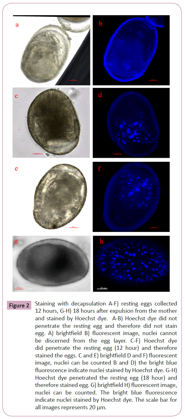 annals-clinical-laboratory-resting-eggs