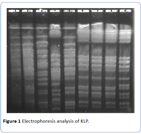 archives-medicine-Electrophoresis-analysis