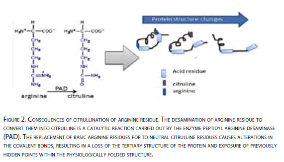 archivesofmedicine-Consequences-citrullination