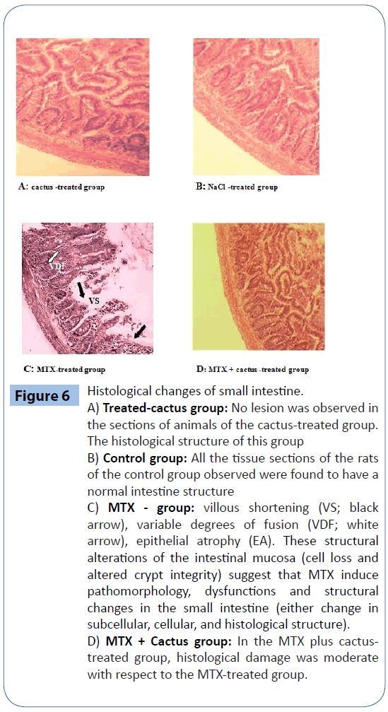 archivesofmedicine-MTX-Cactus-group