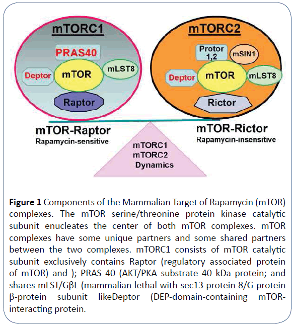 archivesofmedicine-Mammalian-Target-Rapamycin