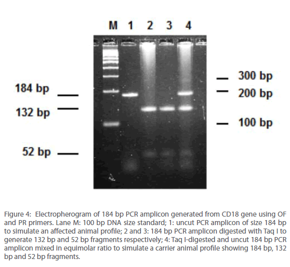 archivesofmedicine-PCR-amplicon-generated