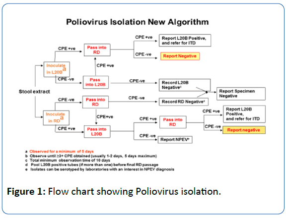 archivesofmedicine-Poliovirus-isolation