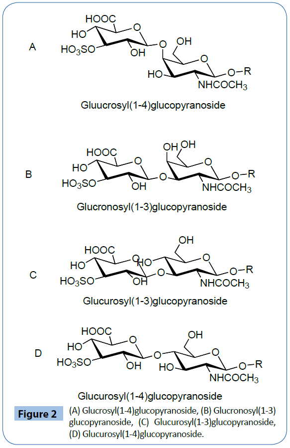 archivesofmedicine-glucopyranoside-Glucronosyl