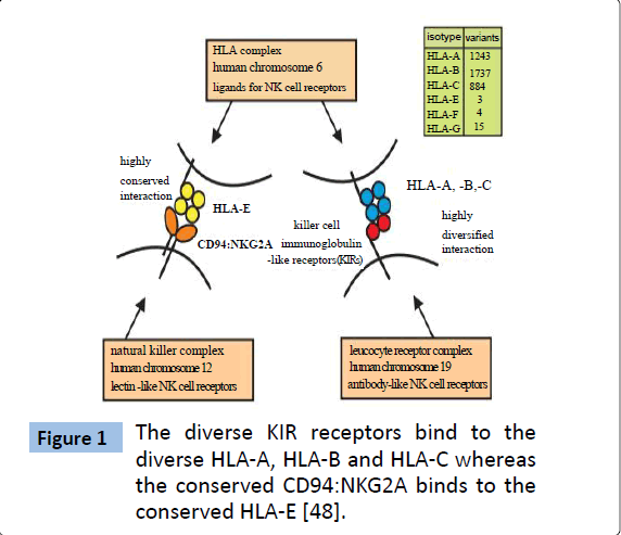 archivesofmedicine-receptors-bind