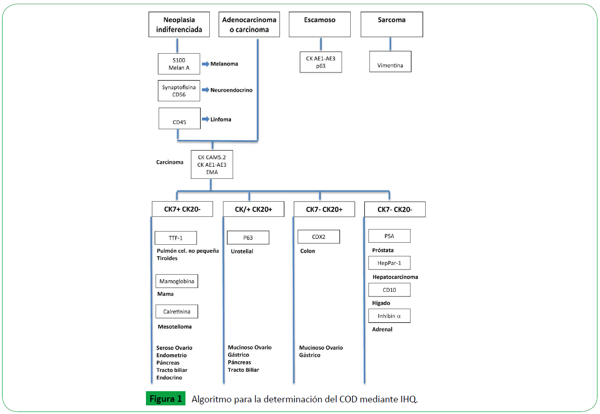 archivosdemedicina-Algoritmo-para