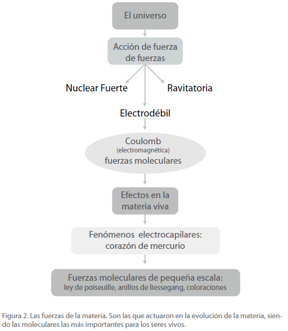 archivosdemedicina-Las-fuerzas