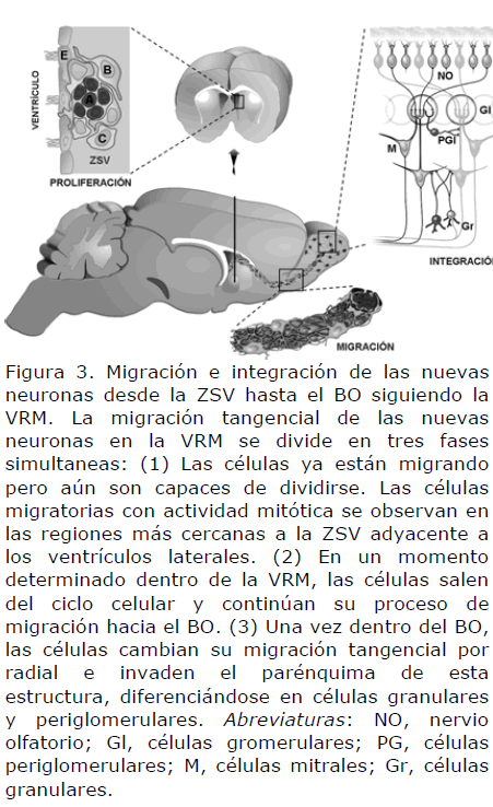 archivosdemedicina-ZSV-hasta