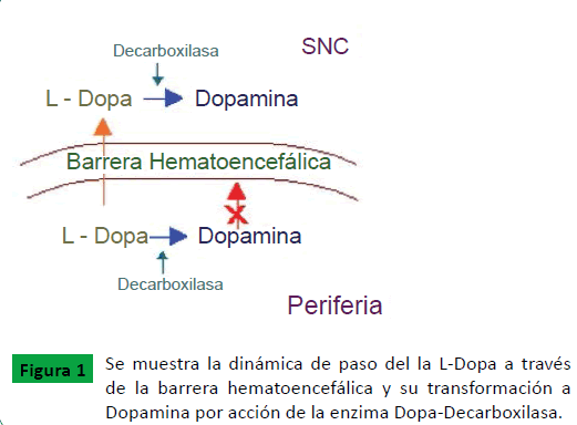 archivosdemedicina-de-paso-del-la-L-Dopa