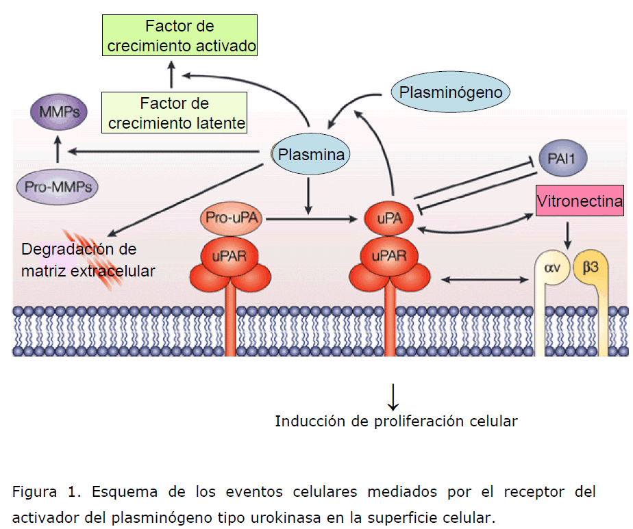 archivosdemedicina-eventos-celulares