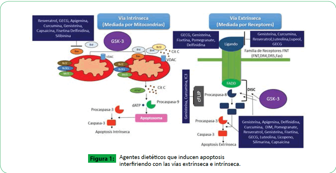 archivosdemedicina-inducen-apoptosis