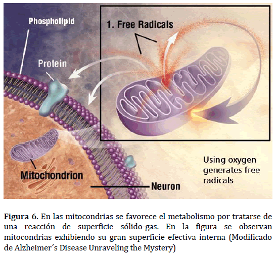 archivosdemedicina-mitocondrias