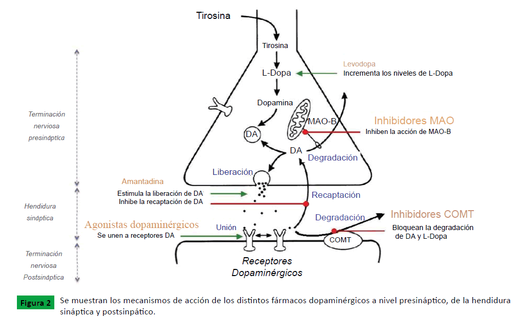 archivosdemedicina-muestran-los-mecanismos-de