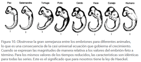 archivosdemedicina-semejanza-entre