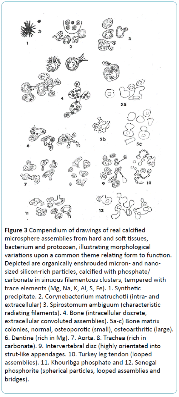 biomedical-sciences-Compendium-drawings