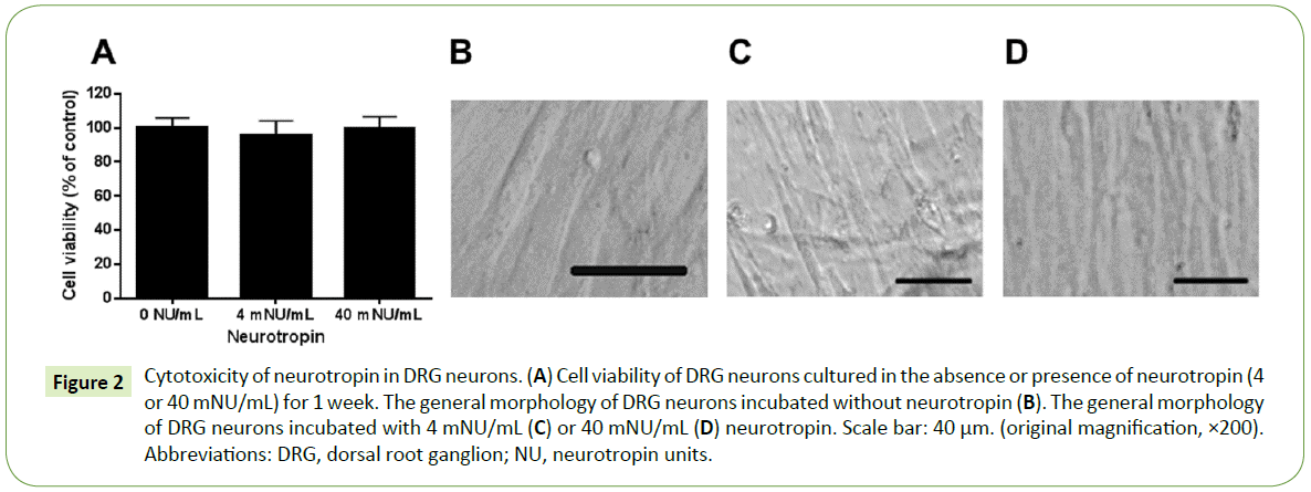 biomedical-sciences-DRG-neurons