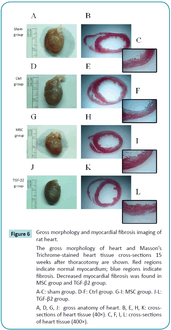 biomedical-sciences-Gross-morphology