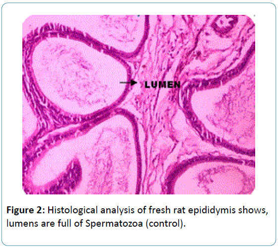 biomedical-sciences-Histological-analysis