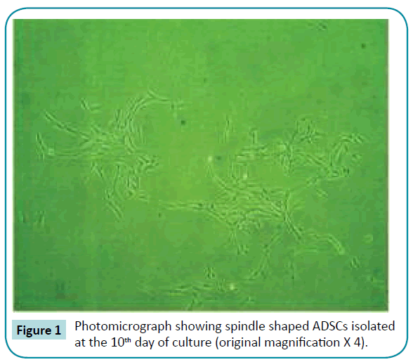 biomedical-sciences-Photomicrograph