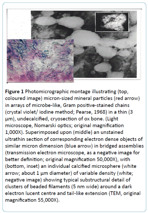 biomedical-sciences-Photomicrographic-montage