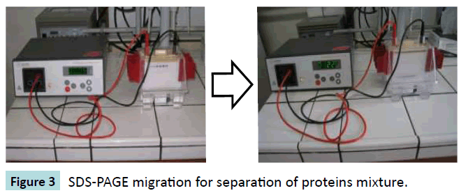 biomedical-sciences-SDS-PAGE