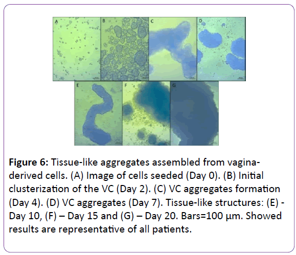 biomedical-sciences-Tissue-like-aggregates