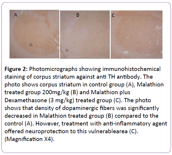 biomedical-sciences-corpus-striatum-against