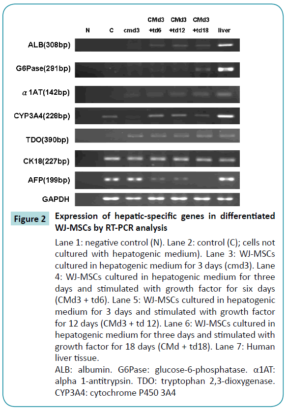 biomedical-sciences-hepatic-specific