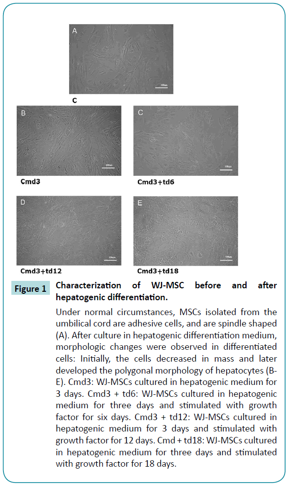 biomedical-sciences-hepatogenic-differentiation