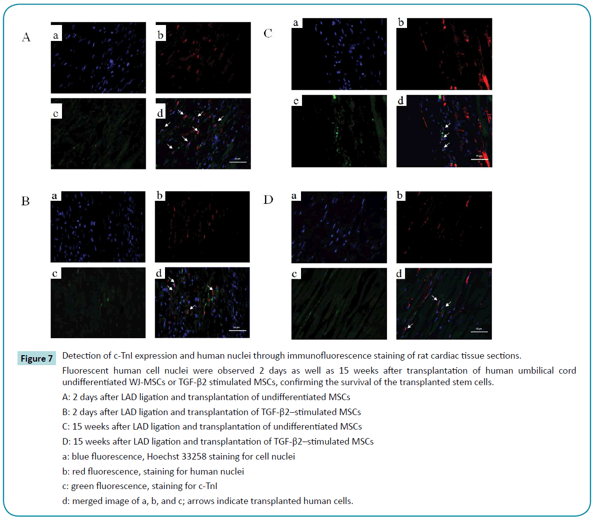 biomedical-sciences-human-nuclei