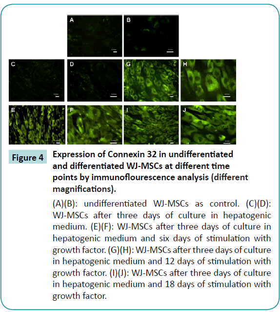 biomedical-sciences-immunoflourescence-analysis