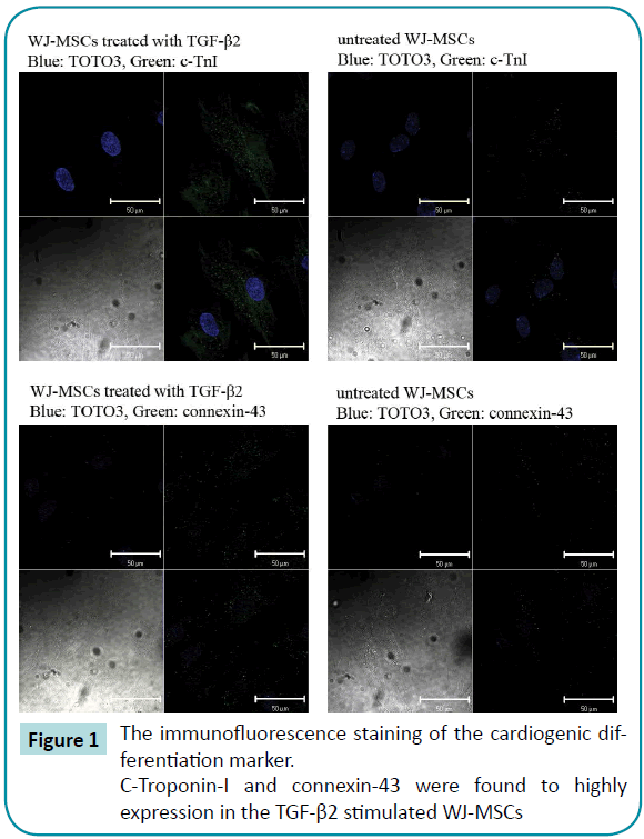 biomedical-sciences-immunofluorescence